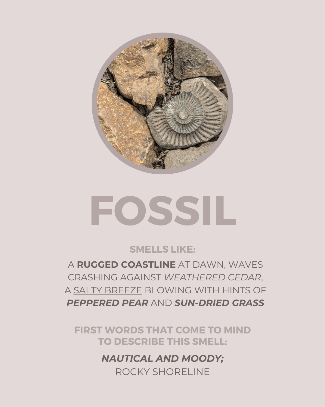 Fossil Candle